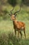 Male impala antelope Tragelaphus strepsiceros in natural habitat, Etosha National Park, Namibia