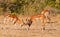 Male Impala Antelopes fighting