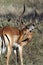 Male Impala - Botswana