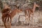 A male impala controls his harem of females