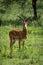 Male impala facing camera in grassy meadow