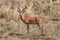 A male impala looking at the safari car.