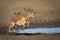 Male impala with an ox pecker leaping near a waterhole in Kruger Park in South Africa