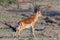 Male Impala Portrait