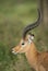 Male Impala Portrait at lake Nakuru