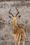 Male impala rear view with an oxpecker on its back