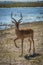 Male impala beside river lifting leg high