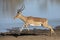 Male impala running at the edge of water in Kruger Park in South Africa