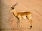 Male impala standing on a dirt track gravel road in south luangwa, zambia