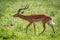 Male impala stretches head forward while walking