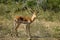 Male impala in the wild