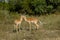 Male impalas in the wild