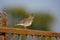 Male Indian bush lark, Mirafra erythroptera, Satara, Maharashtra,