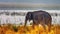 Male Indian elephant with Ramganga Reservoir in background - Jim Corbett National Park, India