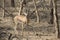 male Indian gazelle or chinkara standing among trees in the winter Indian forest