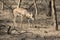 Male Indian gazelle or chinkara that walks through a bush forest