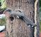 Male Indian Gray Hornbill (Ocyceros birostris) feeding female and chicks : (pix Sanjiv Shukla)