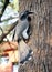 Male Indian Gray Hornbill (Ocyceros birostris) feeding female and chicks : (pix Sanjiv Shukla)