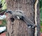 Male Indian Gray Hornbill (Ocyceros birostris) sitting on a tree hole : (pix Sanjiv Shukla)