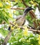 Male Indian Gray Hornbill (Ocyceros birostris) on a tree branch : (pix Sanjiv Shukla)