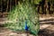 Male Indian peafowl. Blue adult peacock showing tails for mating in spring