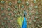 Male Indian peafowl. Closer look. Full color