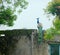 Male Indian Peafowl - Common Peacock - sitting on a Wall