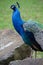 Male Indian peafowl (peacock) in the park