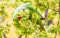 Male Indian ring-necked parakeet in the outdoor