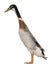 Male Indian Runner Duck, duck, 3 years old
