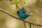 Male Indigo Bunting