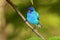 Male Indigo Bunting