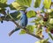 Male Indigo Bunting on the blue sky background