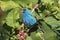 Male Indigo Bunting (Passerina cyanea)