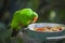 Male Indonesian Eclectus Parrot