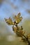Male inflorescences - Common ash (Fraxinus excelsior)