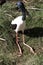 the male jabiru is sitting on the grass