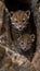 Male jaguarundi and kitten portrait, with empty text space on left, object on right side