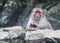 A male japanese macaque contemplating life.