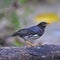 Male Japanese Thrush