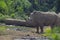 MALE JAVAN RHINOCEROS AT SAFARI PARK OF INDONESIA