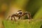 Male jumping spider Telamonia dimidiata