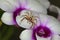 Male jumping spider, Telamonia dimidiata