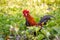 A male jungle fowl is foraging in the hillside farm where there is a fertile forest
