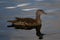 Male Juvenile Mandarin Duck