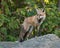 Male Juvenile Red Fox