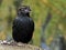 Male Juvenile Red-winged Blackbird