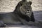 Male Kalahari Lion with black mane at Kgalagadi National Park