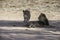 Male Kalahari Lion with lioness at Kgalagadi National Park