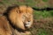 A male Kalahari lion, Panthera leo